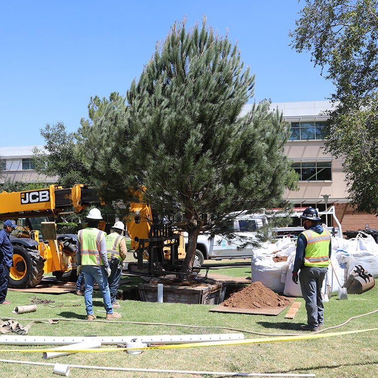 Tree being planted in a grassy area