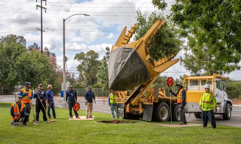 Transplanting tree Group of landscapers in construction vests using equipment to lower a tree into the ground next to a parking lot